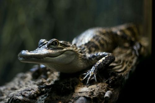 Dünyanın en büyük hayvanat bahçesi