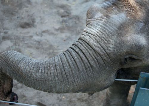 Dünyanın en büyük hayvanat bahçesi