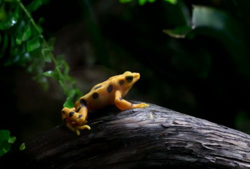 Dünyanın en büyük hayvanat bahçesi