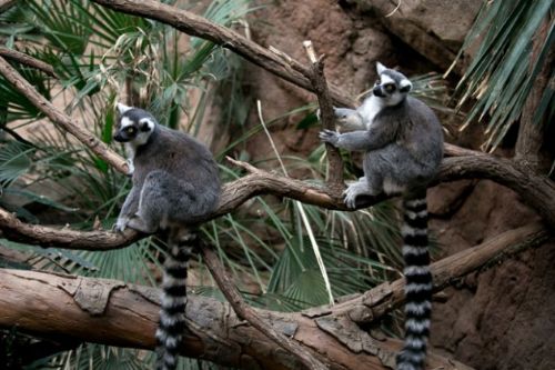 Dünyanın en büyük hayvanat bahçesi