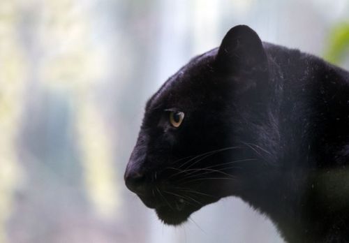 Dünyanın en büyük hayvanat bahçesi