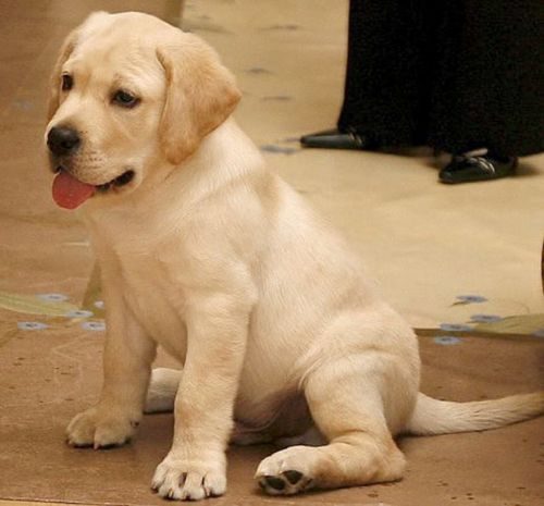 Dünyanın en pahalı hayvanları