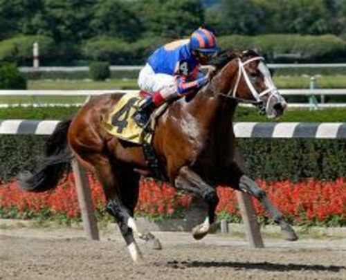 Dünyanın en pahalı hayvanları