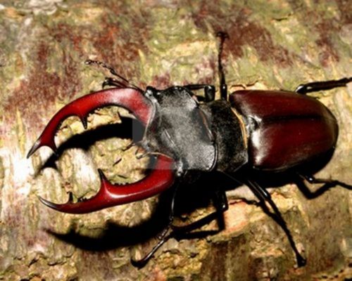 Dünyanın en pahalı hayvanları