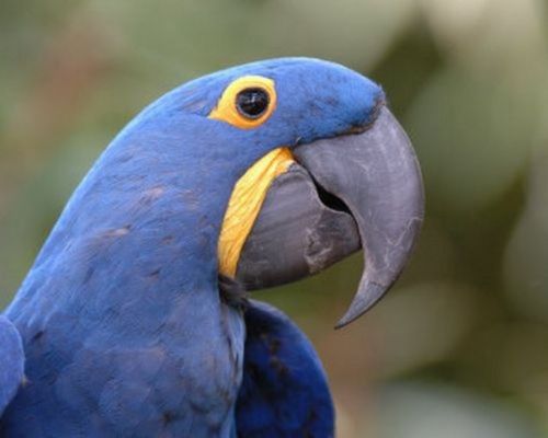 Dünyanın en pahalı hayvanları