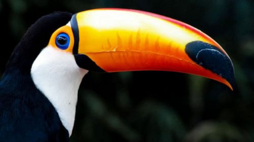 Dünyanın en pahalı hayvanları