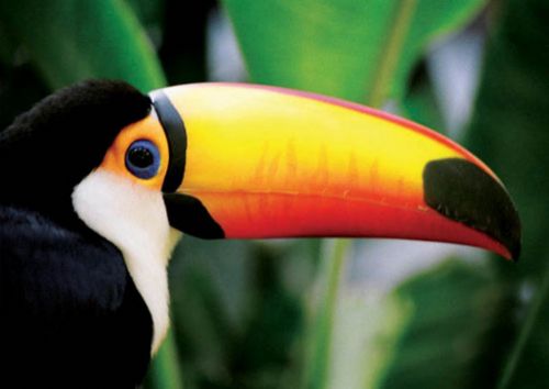 Dünyanın en pahalı hayvanları