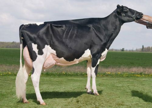 Dünyanın en pahalı hayvanları