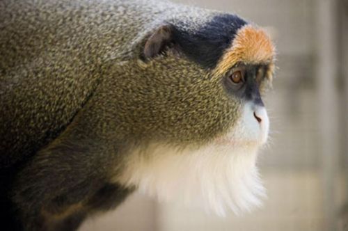 Dünyanın en pahalı hayvanları