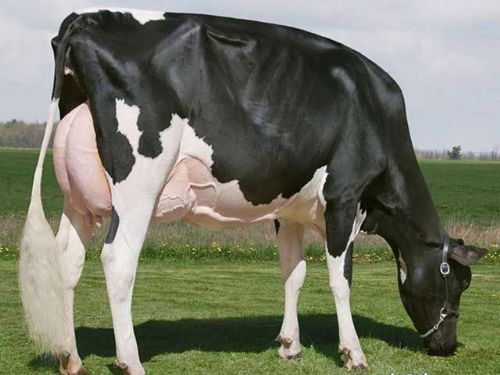 Dünyanın en pahalı hayvanları