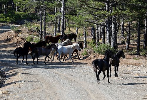 Efsaneleşen Osmanlı atları