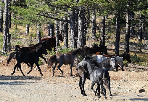 Efsaneleşen Osmanlı atları