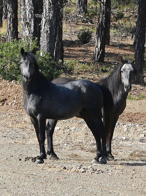 Efsaneleşen Osmanlı atları