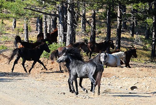 Efsaneleşen Osmanlı atları