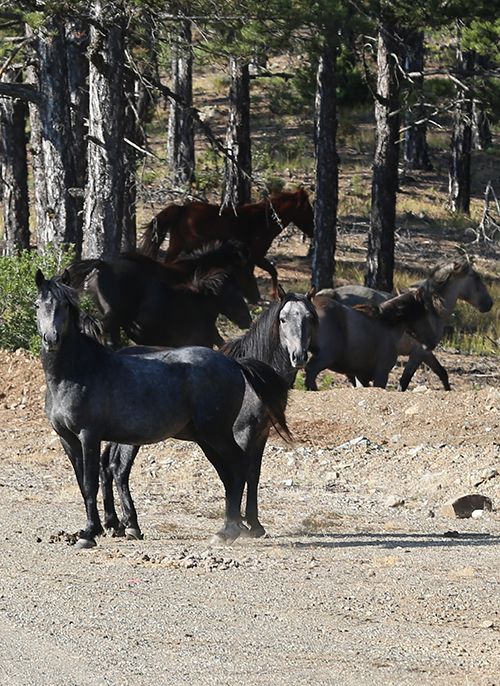 Efsaneleşen Osmanlı atları