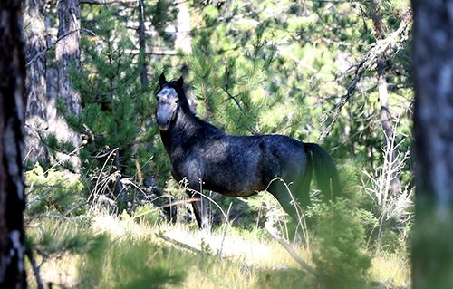 Efsaneleşen Osmanlı atları