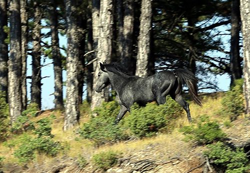 Efsaneleşen Osmanlı atları