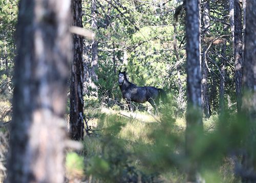 Efsaneleşen Osmanlı atları
