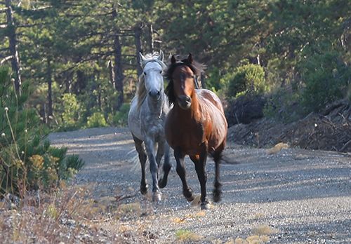 Efsaneleşen Osmanlı atları