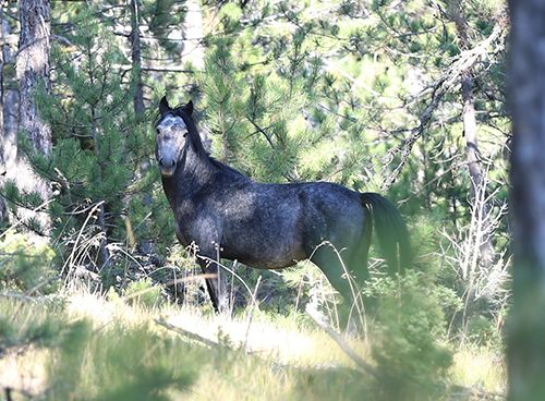 Efsaneleşen Osmanlı atları