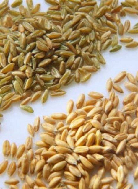 Hangi yiyecek kaç kalori?