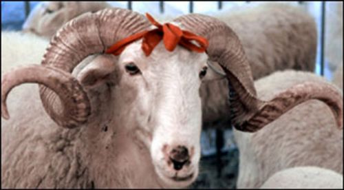 İşte 2014'ün resmi tatilleri!