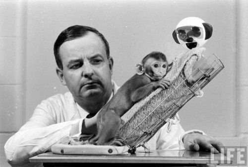 Sonu korkunç biten 10 psikoloji deneyi!