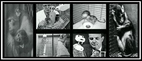 Sonu korkunç biten 10 psikoloji deneyi!