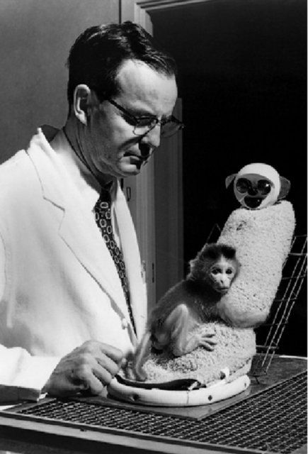 Sonu korkunç biten 10 psikoloji deneyi!