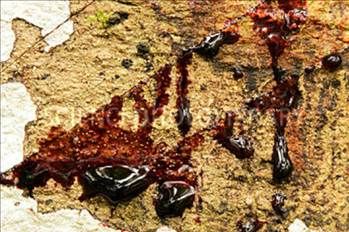 Kan ağlayan ağaç her derde deva