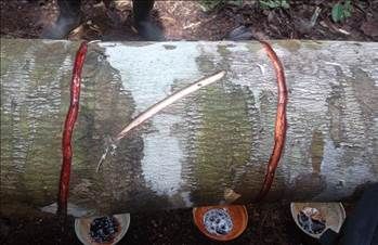 Kan ağlayan ağaç her derde deva