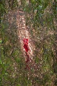 Kan ağlayan ağaç her derde deva