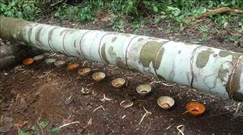 Kan ağlayan ağaç her derde deva