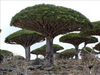 Kan ağlayan ağaç her derde deva