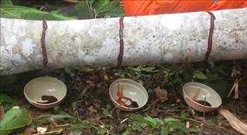 Kan ağlayan ağaç her derde deva