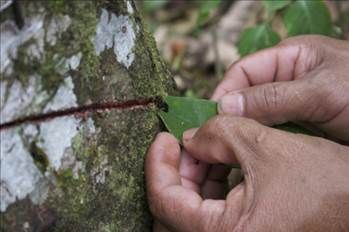 Kan ağlayan ağaç her derde deva
