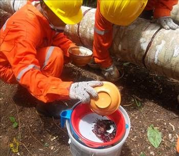 Kan ağlayan ağaç her derde deva