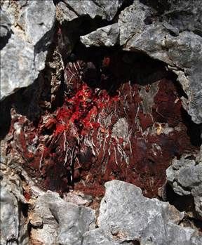 Kan ağlayan ağaç her derde deva