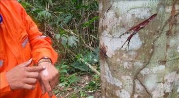 Kan ağlayan ağaç her derde deva