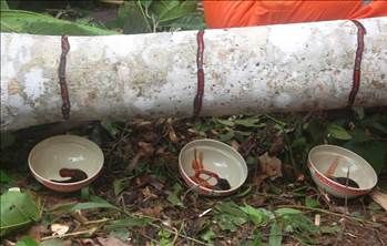 Kan ağlayan ağaç her derde deva