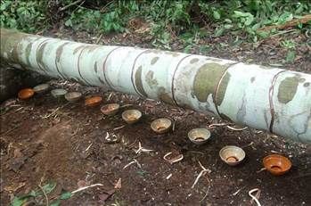 Kan ağlayan ağaç her derde deva