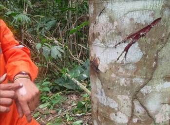 Kan ağlayan ağaç her derde deva