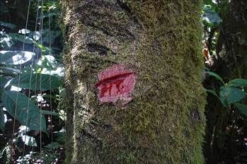 Kan ağlayan ağaç her derde deva