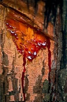 Kan ağlayan ağaç her derde deva