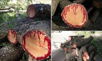 Kan ağlayan ağaç her derde deva