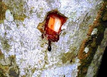 Kan ağlayan ağaç her derde deva