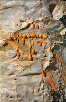 Kan ağlayan ağaç her derde deva