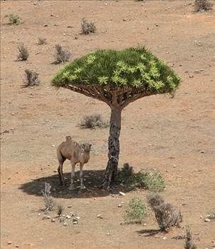 Kan ağlayan ağaç her derde deva