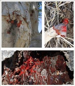 Kan ağlayan ağaç her derde deva