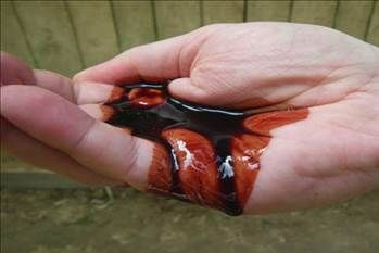 Kan ağlayan ağaç her derde deva